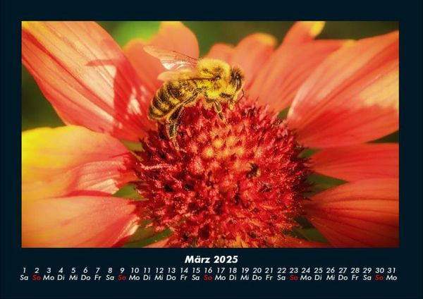Produktbild: Bienen 2025 Fotokalender DIN A4