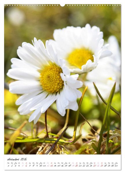 Produktbild: Heureux au jardin (Calendrier mural 2026 DIN A2 horizontal), CALVENDO calendrier mensuel