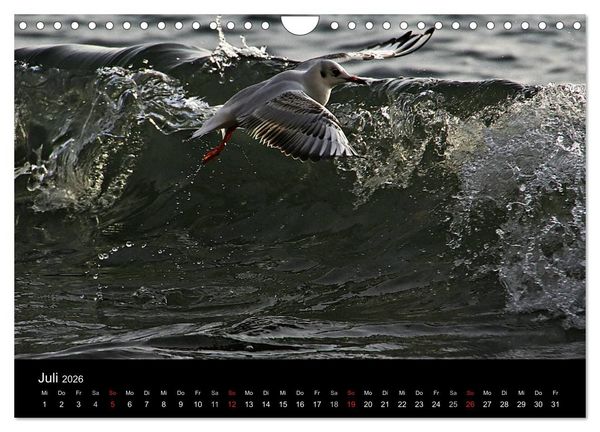 Produktbild: R&uuml;gen (Wandkalender 2026 DIN A4 quer), CALVENDO Monatskalender