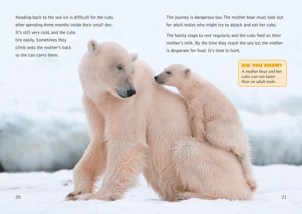 Produktbild: Collins Big Cat - The Life Cycle of a Polar Bear