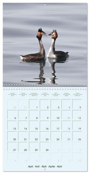 Produktbild: Les oiseaux du lac L&eacute;man (Calendrier mural carr&eacute; 2026 30x30 cm) Calendrier double avec une page pour vos prises de notes