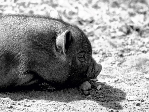 Produktbild: CALVENDO Puzzle Minischwein Ferkel | 1000 Teile Lege-Gr&ouml;&szlig;e 64x48cm Foto-Puzzle f&uuml;r gl&uuml;ckliche Stunden