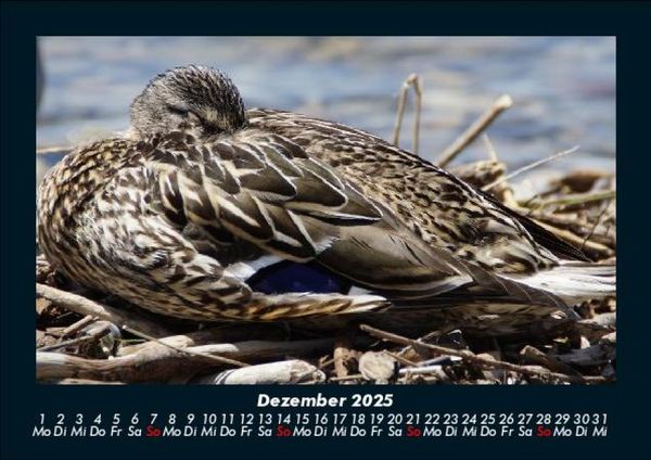 Produktbild: Enten 2025 Fotokalender DIN A5