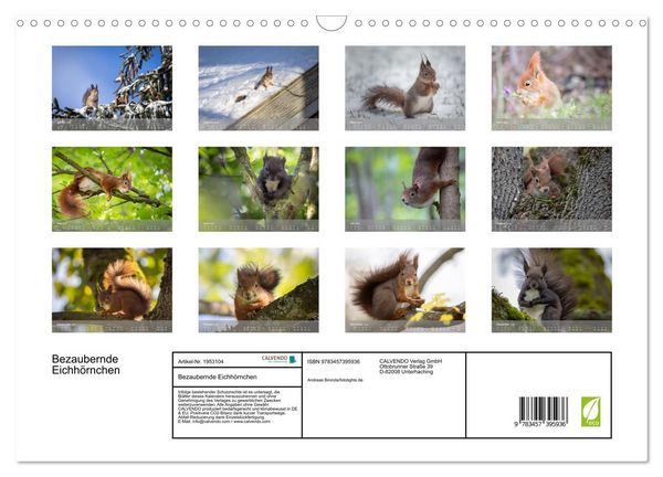 Produktbild: Bezaubernde Eichh&ouml;rnchen (Wandkalender 2026 DIN A3 quer), CALVENDO Monatskalender