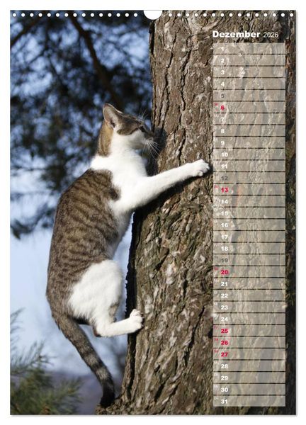 Produktbild: Hauskatzen (Wandkalender 2026 DIN A3 hoch), CALVENDO Monatskalender