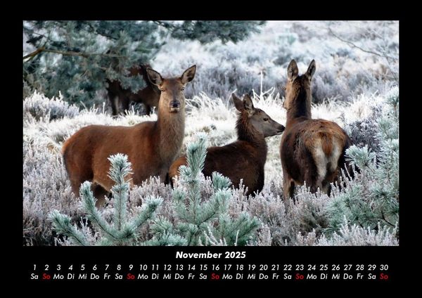 Produktbild: Der Tierkalender 2025 Fotokalender DIN A3