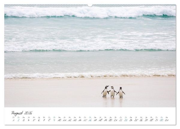 Produktbild: Tierisches von den Falklandinseln (hochwertiger Premium Wandkalender 2026 DIN A2 quer), Kunstdruck in Hochglanz