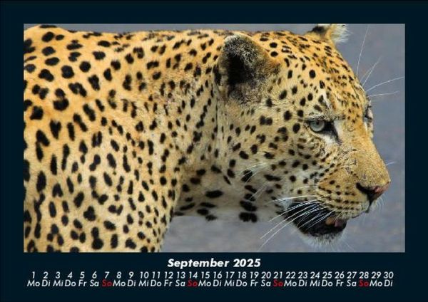 Produktbild: Tierkalender 2025 Fotokalender DIN A5