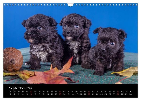 Produktbild: Bolonka Welpenstube (Wandkalender 2026 DIN A3 quer), CALVENDO Monatskalender