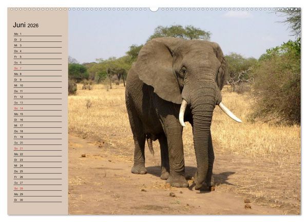Produktbild: Elefanten in freier Wildbahn (Wandkalender 2026 DIN A2 quer), CALVENDO Monatskalender