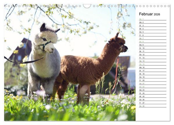 Produktbild: Alpakas im Paradies (Wandkalender 2026 DIN A3 quer), CALVENDO Monatskalender