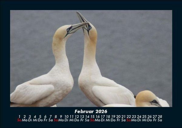 Produktbild: V&ouml;gel 2026 Fotokalender DIN A5