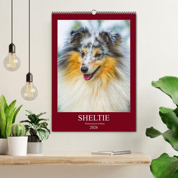 Produktbild: Sheltie - Wirbelwind auf 4 Pfoten (Wandkalender 2026 DIN A2 hoch), CALVENDO Monatskalender