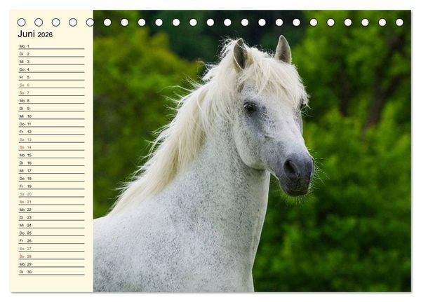 Produktbild: Welt der Pferde (Tischkalender 2026 DIN A5 quer), CALVENDO Monatskalender