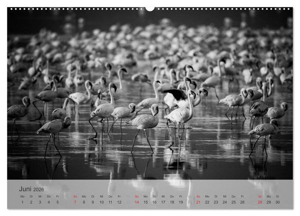 Produktbild: Flamingo Impressionen 2026 (hochwertiger Premium Wandkalender 2026 DIN A2 quer), Kunstdruck in Hochglanz
