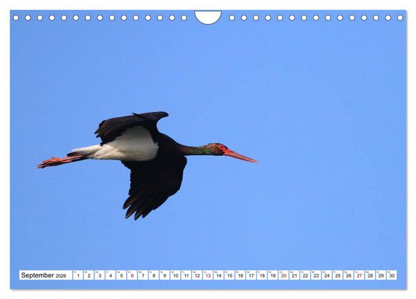 Produktbild: V&ouml;gel in der Extremadura (Wandkalender 2026 DIN A4 quer), CALVENDO Monatskalender