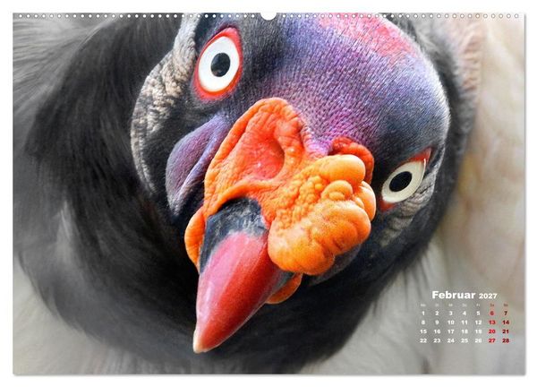 Produktbild: GEIERPORTR&Auml;TS (hochwertiger Premium Wandkalender 2027 DIN A2 quer), Kunstdruck in Hochglanz