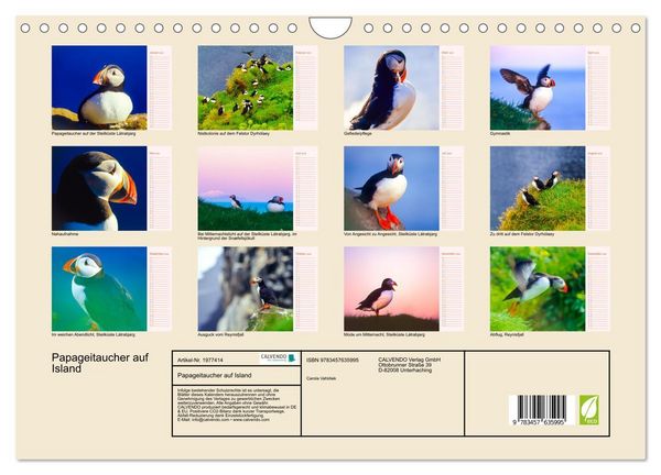 Produktbild: Papageitaucher auf Island (Wandkalender 2026 DIN A4 quer), CALVENDO Monatskalender