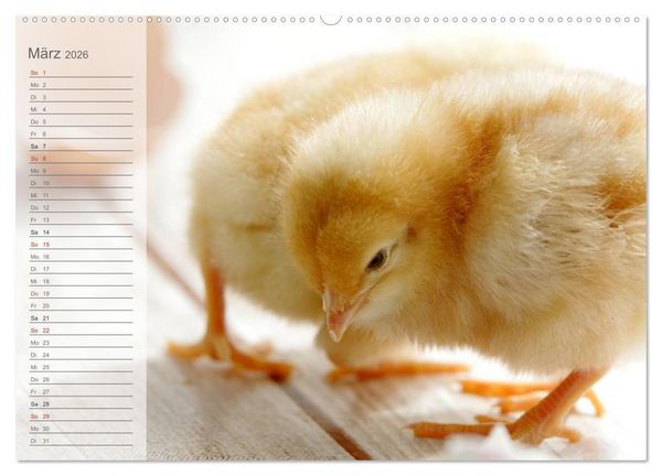 Produktbild: K&uuml;ken in der Kinderstube Terminplaner (hochwertiger Premium Wandkalender 2026 DIN A2 quer), Kunstdruck in Hochglanz