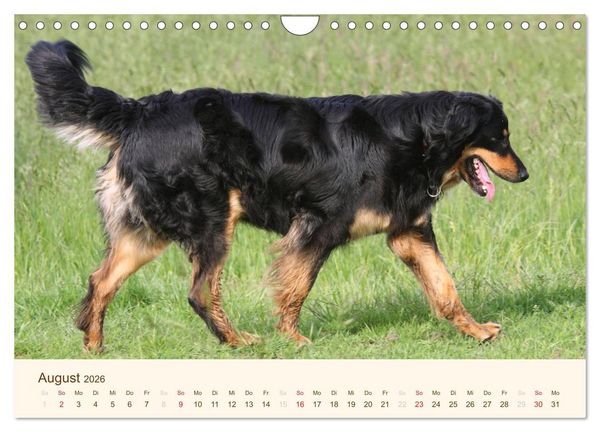 Produktbild: Hovawarte - einmal anders (Wandkalender 2026 DIN A4 quer), CALVENDO Monatskalender