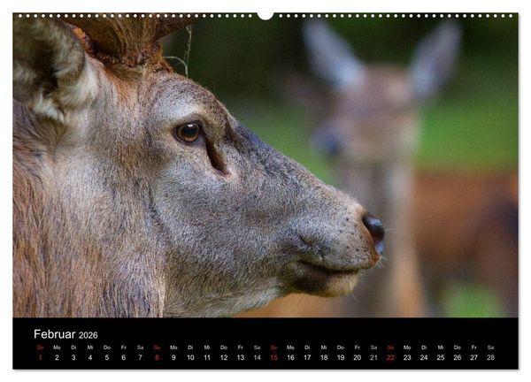 Produktbild: Der Rothirsch, K&ouml;nig der W&auml;lder (hochwertiger Premium Wandkalender 2026 DIN A2 quer), Kunstdruck in Hochglanz