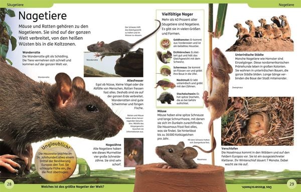 Produktbild: DK Kinderlexikon. Tiere