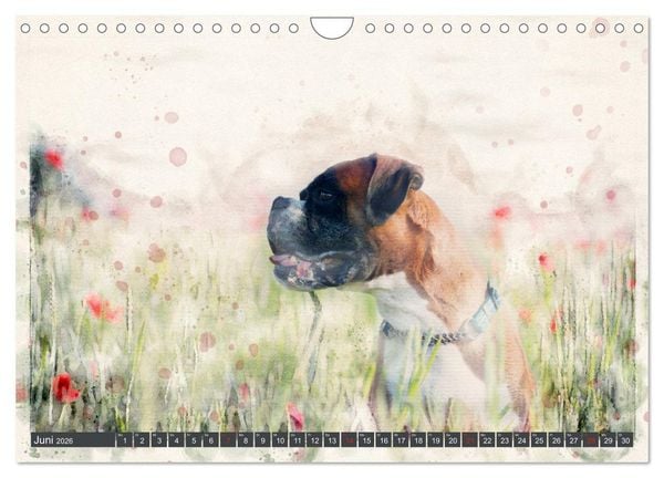 Produktbild: Boxer Photo&Kunst (Wandkalender 2026 DIN A4 quer), CALVENDO Monatskalender