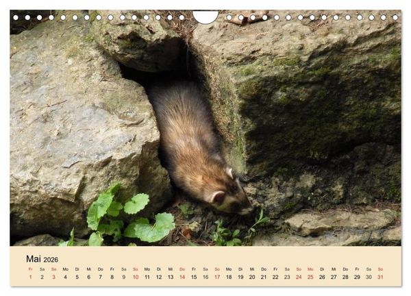 Produktbild: Frettchen und Marder. Frech, witzig, niedlich (Wandkalender 2026 DIN A4 quer), CALVENDO Monatskalender
