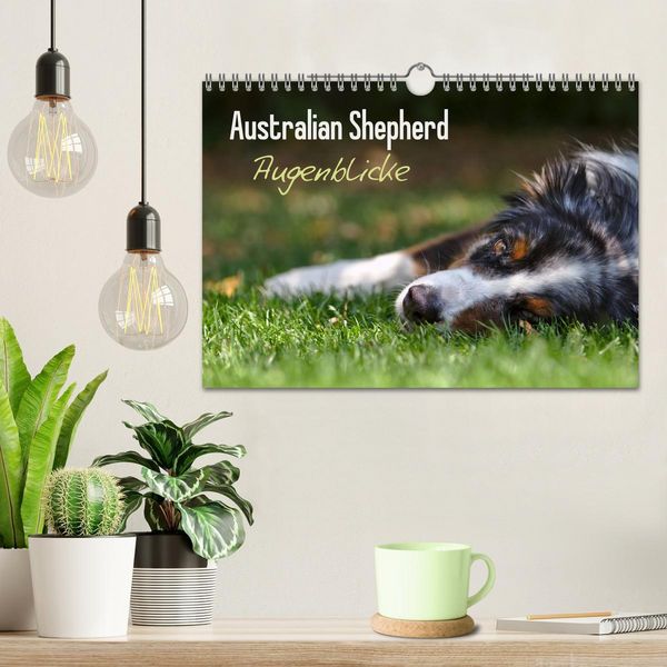 Produktbild: Australian Shepherd - Augenblicke (Wandkalender 2026 DIN A4 quer), CALVENDO Monatskalender