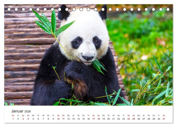 Produktbild: B&auml;ren - Pandas, Grizzlyb&auml;ren und Co. (Tischkalender 2026 DIN A5 quer), CALVENDO Monatskalender