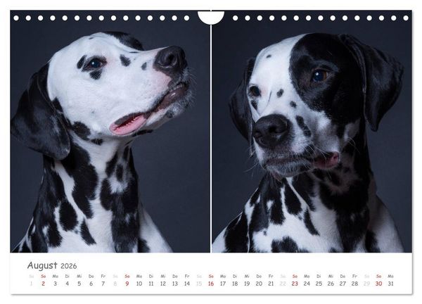 Produktbild: charakterstarke Hunde, wundersch&ouml;ne Hundeportraits (Wandkalender 2026 DIN A4 quer), CALVENDO Monatskalender