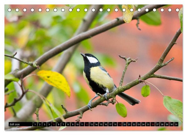 Produktbild: Gartenv&ouml;gel (Tischkalender 2026 DIN A5 quer), CALVENDO Monatskalender