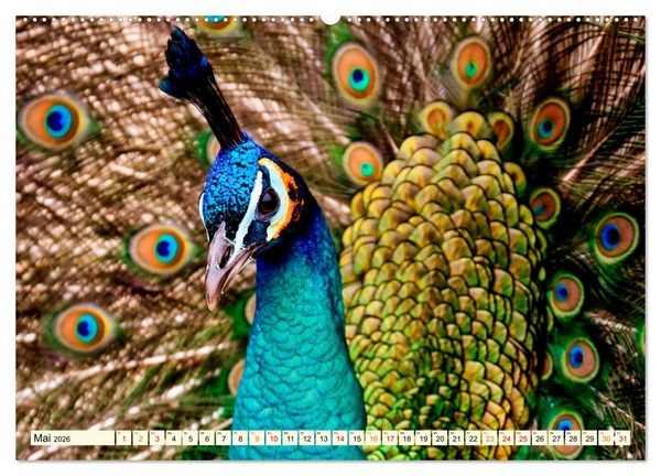 Produktbild: Sch&ouml;ner Pfau (hochwertiger Premium Wandkalender 2026 DIN A2 quer), Kunstdruck in Hochglanz