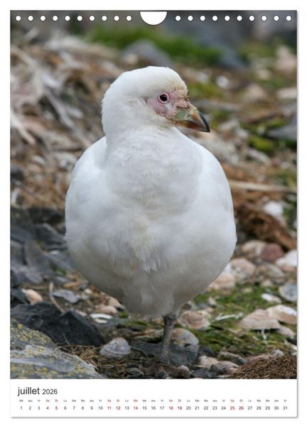 Produktbild: Antarctique des oiseaux de l&eacute;gende (Calendrier mural 2026 DIN A4 horizontal), CALVENDO calendrier mensuel