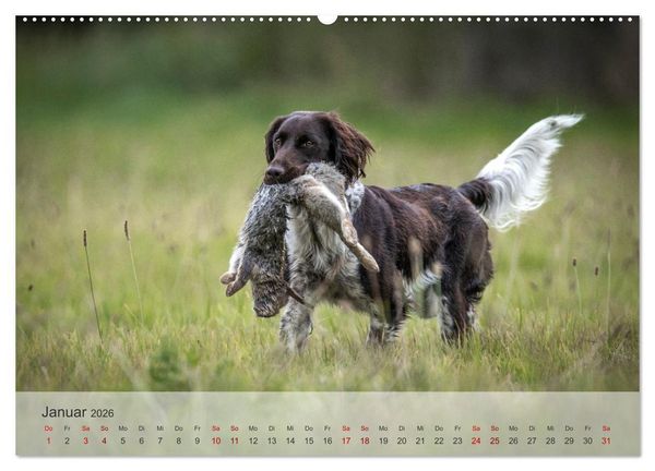 Produktbild: Treue Jagdgef&auml;hrten Der kleine M&uuml;nsterl&auml;nder (hochwertiger Premium Wandkalender 2026 DIN A2 quer), Kunstdruck in Hochglanz