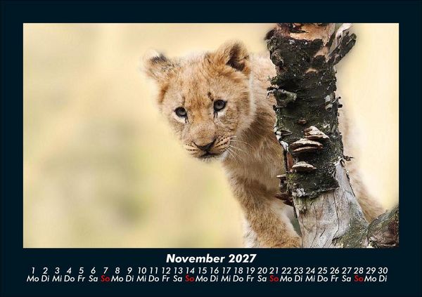 Produktbild: Tierkalender 2027 Fotokalender DIN A5
