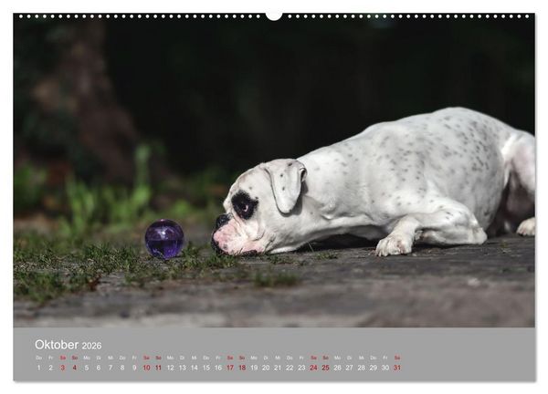 Produktbild: Fantastische Boxer - Sieger der Herzen (Wandkalender 2026 DIN A2 quer), CALVENDO Monatskalender