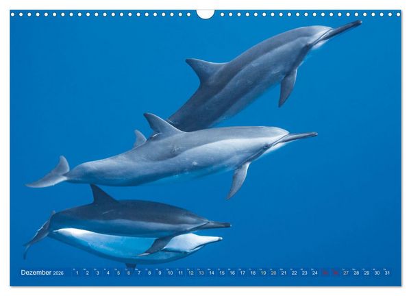 Produktbild: Tauchen: Wunderbares tiefblaues Meer (Wandkalender 2026 DIN A3 quer), CALVENDO Monatskalender