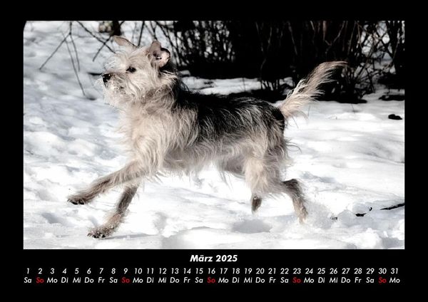 Produktbild: Der Hundekalender 2025 Fotokalender DIN A3