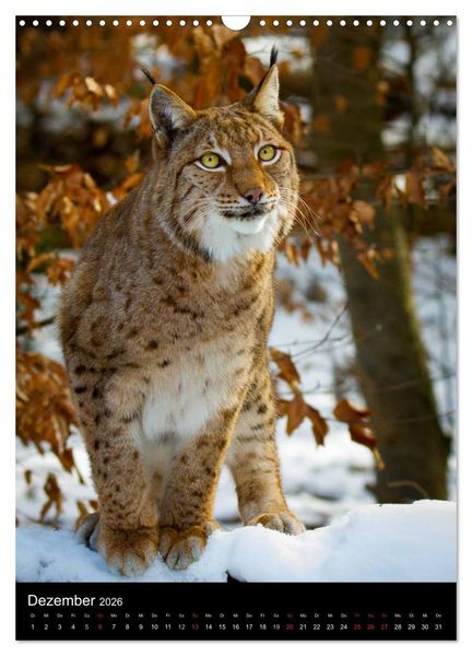Produktbild: Der Luchs - Europas gr&ouml;&szlig;te Samtpfote (Wandkalender 2026 DIN A3 hoch), CALVENDO Monatskalender