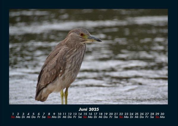 Produktbild: Vogelparadies 2025 Fotokalender DIN A4