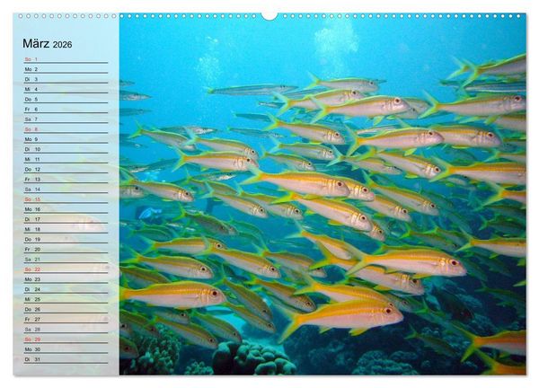 Produktbild: Paradiese im ewigen Blau. Die bunte Unterwasserwelt (Wandkalender 2026 DIN A2 quer), CALVENDO Monatskalender