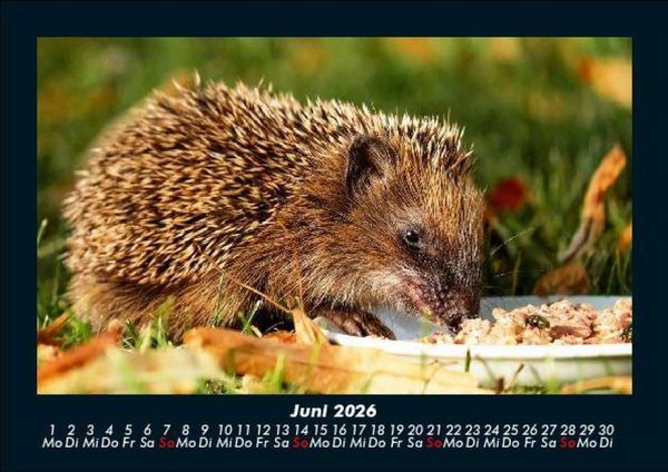Produktbild: Tiere in der Wildnis 2026 Fotokalender DIN A5
