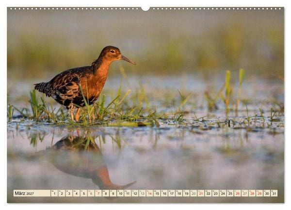 Produktbild: Niedersachsens Natur (hochwertiger Premium Wandkalender 2027 DIN A2 quer), Kunstdruck in Hochglanz