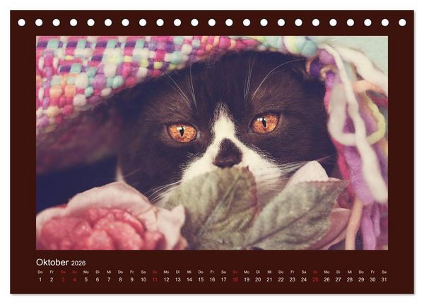 Produktbild: Britisch Kurzhaar Katzen - Poesie f&uuml;rs Auge (Tischkalender 2026 DIN A5 quer), CALVENDO Monatskalender