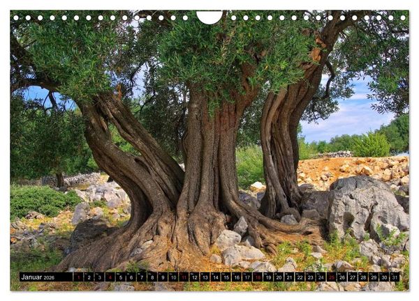 Produktbild: Kvarner Golf - Kroatien (Wandkalender 2026 DIN A4 quer), CALVENDO Monatskalender