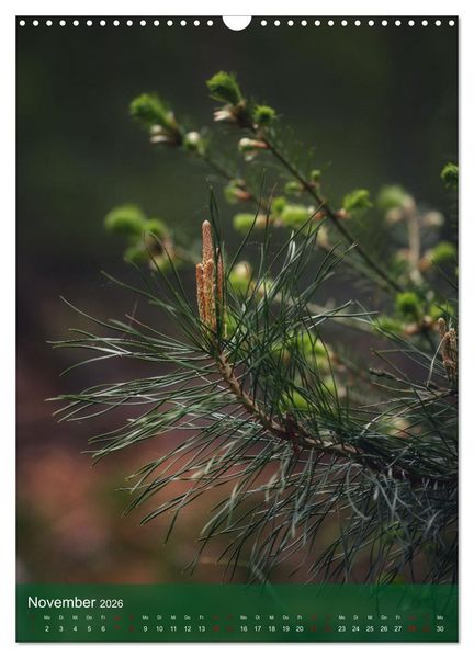 Produktbild: Klimaretter Baum (Wandkalender 2026 DIN A3 hoch), CALVENDO Monatskalender