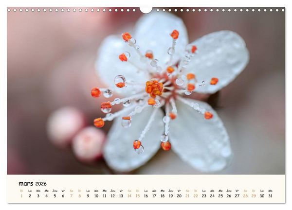 Produktbild: Au c&oelig;ur des fleurs (Calendrier mural 2026 DIN A3 vertical), CALVENDO calendrier mensuel