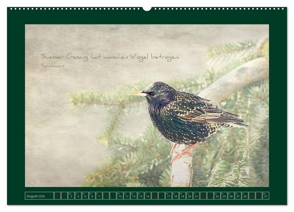 Produktbild: Stare und Weisheiten (Wandkalender 2026 DIN A2 quer), CALVENDO Monatskalender