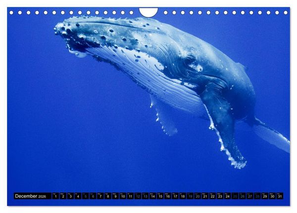 Produktbild: A Whale of a Year (Wall Calendar 2026 DIN A4 landscape), CALVENDO 12 Month Wall Calendar